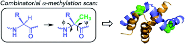 Graphical abstract: Conformational editing of intrinsically disordered protein by α-methylation