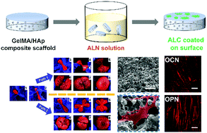 Graphical abstract: Calcium alendronate-coated composite scaffolds promote osteogenesis of ADSCs via integrin and FAK/ERK signalling pathways