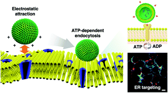 Graphical abstract: Cell-penetrating peptide-conjugated lipid/polymer hybrid nanovesicles for endoplasmic reticulum-targeting intracellular delivery