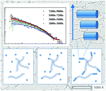 Graphical abstract: Elongation rate and average length of amyloid fibrils in solution using isotope-labelled small-angle neutron scattering