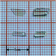 Graphical abstract: Spectral characteristics of a Nd3+/Yb3+:YPO4 single crystal with strong multi-wavelength emission