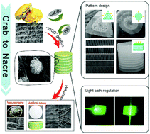 Graphical abstract: Simple synthesis of self-assembled nacre-like materials with 3D periodic layers from nanochitin via hydrogelation and mineralization