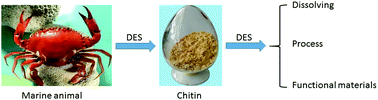 Graphical abstract: Applications of deep eutectic solvents in the extraction, dissolution, and functional materials of chitin: research progress and prospects