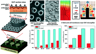 Graphical abstract: Robust three-dimensional nanotube-in-micropillar array electrodes to facilitate size independent electroporation in blood cell therapy