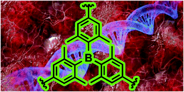 Graphical abstract: Applications of triarylborane materials in cell imaging and sensing of bio-relevant molecules such as DNA, RNA, and proteins