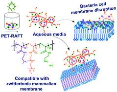 Graphical abstract: Effect of hydrophilic groups on the bioactivity of antimicrobial polymers