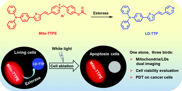 Graphical abstract: Three birds with one stone: a single AIEgen for dual-organelle imaging, cell viability evaluation and photodynamic cancer cell ablation