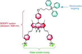 Graphical abstract: A bright, red-emitting water-soluble BODIPY fluorophore as an alternative to the commercial Mito Tracker Red for high-resolution mitochondrial imaging