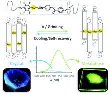 Graphical abstract: Access to luminescent mesophases of chiral gold(i) complexes by thermal or mechanic stimuli: the role of the tertiary carbon