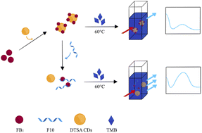 Graphical abstract: Establishment of fumonisin B1 detection method for catalytic fluorescence detection of aptamer-regulated carbon dots