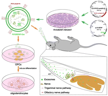 Graphical abstract: High-efficiency brain-targeted intranasal delivery of BDNF mediated by engineered exosomes to promote remyelination