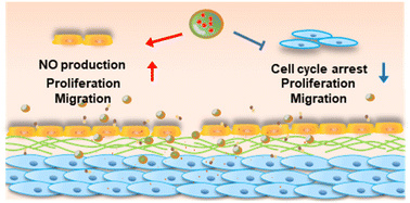 Graphical abstract: Targeted delivery of liver X receptor agonist to inhibit neointimal hyperplasia by differentially regulating cell behaviors