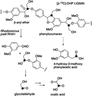 Graphical abstract: Elucidation of microbial lignin degradation pathways using synthetic isotope-labelled lignin