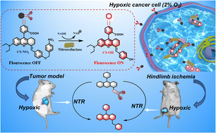 Graphical abstract: Monitoring mitochondrial nitroreductase activity in tumors and a hind-limb model of ischemia in mice using a novel activatable NIR fluorescent probe