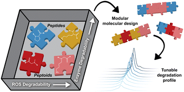 Graphical abstract: Oxidative degradation of sequence-defined peptoid oligomers