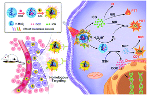 Graphical abstract: The strategy of precise targeting and in situ oxygenating for enhanced triple-negative breast cancer chemophototherapy