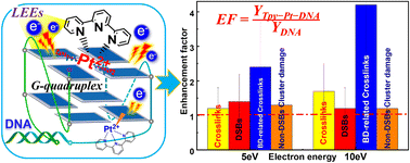 Graphical abstract: DNA radiosensitization by terpyridine-platinum: damage induced by 5 and 10 eV transient anions