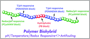 Graphical abstract: An amino acid-derived ABCBA-type antifouling biohybrid with multi-stimuli responsivity and contaminant removal capability