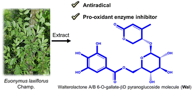 Graphical abstract: Insights into antiradical mechanism and pro-oxidant enzyme inhibitor activity of walterolactone A/B 6-O-gallate-β-d-pyranoglucoside originating from Euonymus laxiflorus Champ. using in silico study