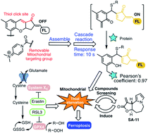 Graphical abstract: Unique assembly of carbonylpyridinium and chromene reveals mitochondrial thiol starvation under ferroptosis and novel ferroptosis inducer