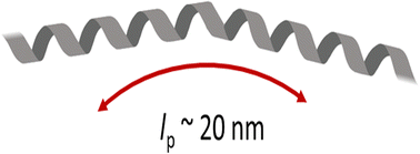 Graphical abstract: Persistence length of α-helical poly-l-lysine