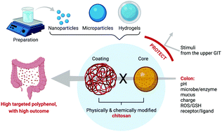 Graphical abstract: Chitosan-based oral colon-specific delivery systems for polyphenols: recent advances and emerging trends