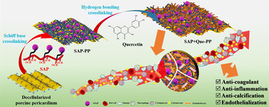 Graphical abstract: Sulfonated, oxidized pectin-based double crosslinked bioprosthetic valve leaflets for synergistically enhancing hemocompatibility and cytocompatibility and reducing calcification