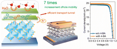 Graphical abstract: A highly efficient interface hole transporting tunnel by a bipyridine semiconductor for perovskite solar cells