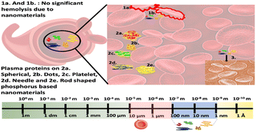 Graphical abstract: Hemocompatibility of biogenic phosphorus nano-agromaterials at environmentally relevant and supra-environmental concentrations for occupational exposure