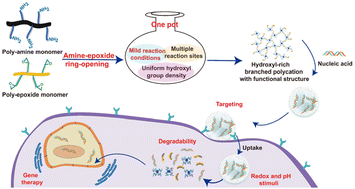 Graphical abstract: Hydroxyl-rich branched polycations for nucleic acid delivery