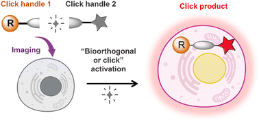 Graphical abstract: Bioorthogonally activated probes for precise fluorescence imaging