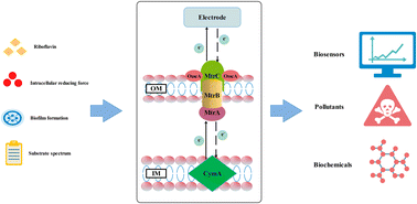 Graphical abstract: Mechanism and applications of bidirectional extracellular electron transfer of Shewanella