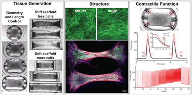 Graphical abstract: Geometry and length control of 3D engineered heart tissues using direct laser writing