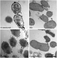 Graphical abstract: Colorimetric detection of oral bacteria using functionalized gold nanoparticles as a plasmonic biosensor array