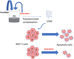 Graphical abstract: Development of polyethyleneimine cross-linked fucoidan nanoparticles as delivery systems for improved anticancer efficiency of cytarabine in breast adenocarcinoma cell lines