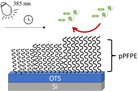 Graphical abstract: Visible light-induced surface grafting polymerization of perfluoropolyether brushes as marine low fouling materials
