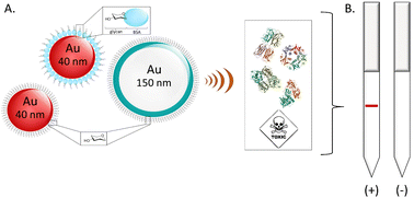 Graphical abstract: Sensitive dipstick assays for lectin detection, based on glycan–BSA conjugate immobilisation on gold nanoparticles