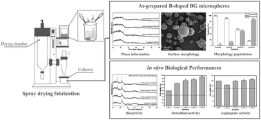 Graphical abstract: Investigation of in vitro bioactivity, and osteoblast and angiogenic activity of spray-dried boron-doped 58S bioactive glass microspheres