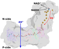 Graphical abstract: Horizontal proton transfer across the antiporter-like subunits in mitochondrial respiratory complex I