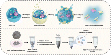 Graphical abstract: Metal organic layers enabled cell surface engineering coupling biomembrane fusion for dynamic membrane proteome profiling