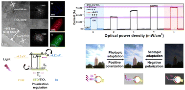 Graphical abstract: Regulated self-powered photoresponse properties and irradiance-adaptable behavior in ferroelectric SrTiO3/TiO2 heterojunction photodetectors
