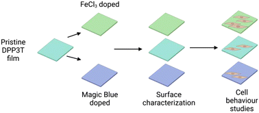 Graphical abstract: Improving the biological interfacing capability of diketopyrrolopyrrole polymers via p-type doping