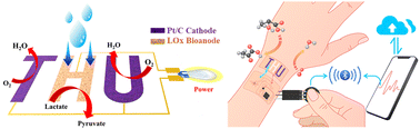 Graphical abstract: A 1.6 mW cm−2 lactate/O2 enzymatic biofuel cell: enhanced power generation and energy harvesting from human sweat by 3D interpenetrating network porous structure CNT-membranes