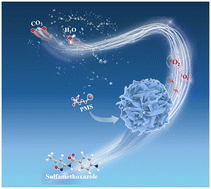 Graphical abstract: Synthesis of N-doped porous carbon derived from biomass waste for activating peroxymonosulfate in water decontamination: mechanism insight and biotoxicity assessment