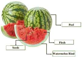 Graphical abstract: Nutritional composition and bioactive potential of watermelon seeds: a pathway to sustainable food and health innovation