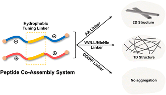 Graphical abstract: Programming two-component peptide self-assembly by tuning the hydrophobic linker