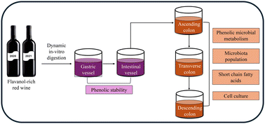 Graphical abstract: Application of a dynamic colonic gastrointestinal digestion model to red wines: a study of flavanol metabolism by the gut microbiota and the cardioprotective activity of microbial metabolites