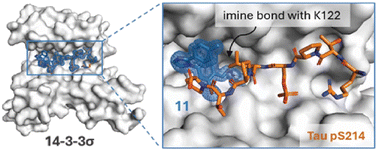 Graphical abstract: Site-specific molecular glues for the 14-3-3/Tau pS214 protein–protein interaction via reversible covalent imine tethering