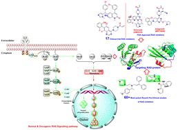 Graphical abstract: Structural insights, regulation, and recent advances of RAS inhibitors in the MAPK signaling cascade: a medicinal chemistry perspective