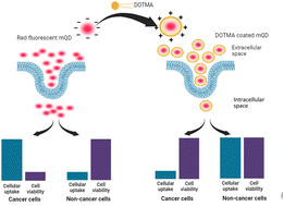 Graphical abstract: Cellular uptake and viability switching in the properties of lipid coated carbon quantum dots for potential bioimaging and therapeutics